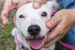 Hur man kan hjälpa en hund med ljudfobi
