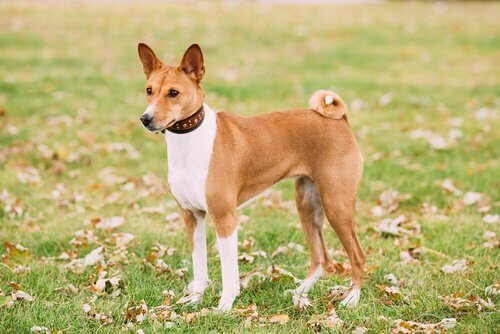 Basenji på vakt
