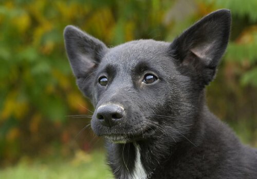 canaan dog karaktärsdrag