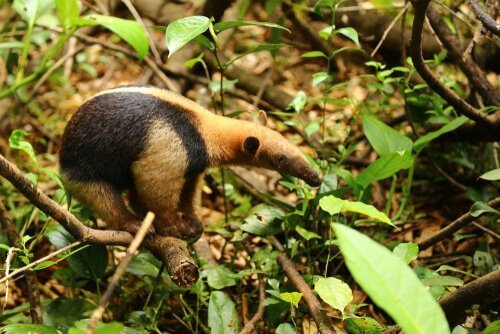 sydlig tamandua