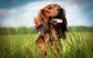 Hur du kan se huruvida din hund är lycklig
