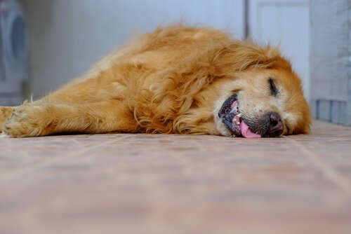 Hund som sover.