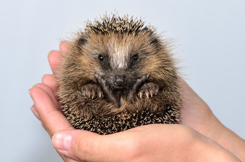 Igelkott som sitter i händer.