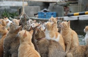 Kattöar i Japan som intressanta turistmål