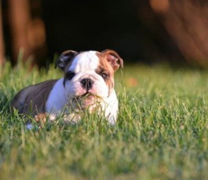 Naturliga botemedel för din hunds mindre åkommor