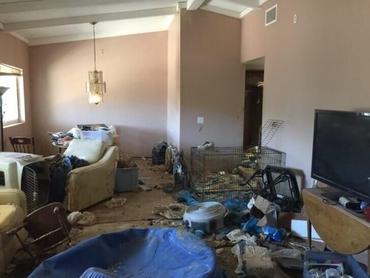 Övergivna hundar i hus.