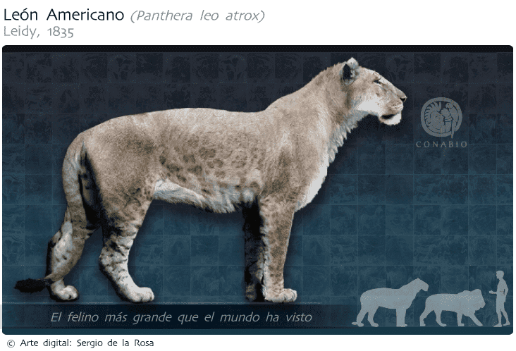 panthera leo atrox