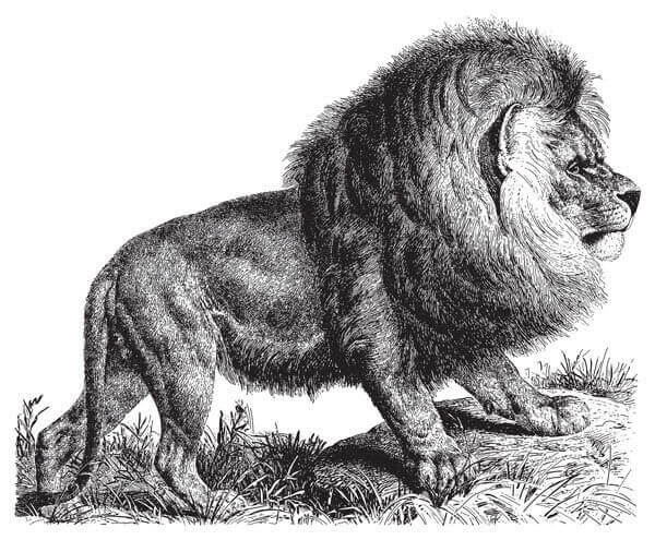Panthera leo melanochaita