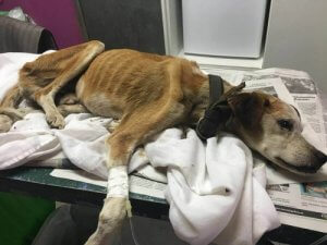 Valis långa resa – en väldigt speciell valp