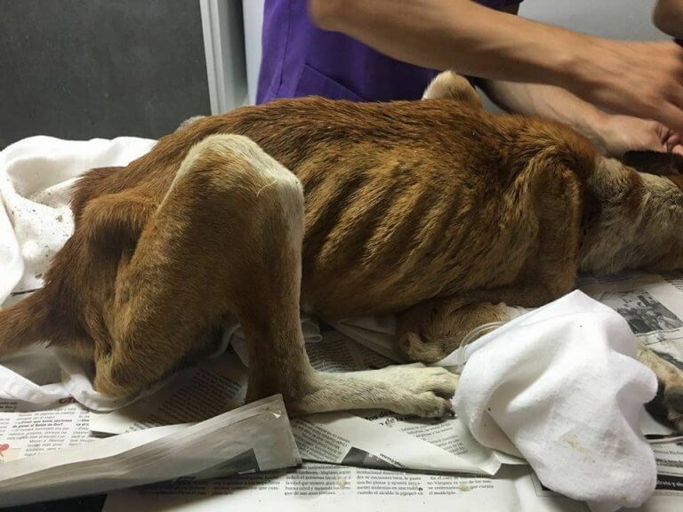 Valis långa resa hade gjort honom undernärd.