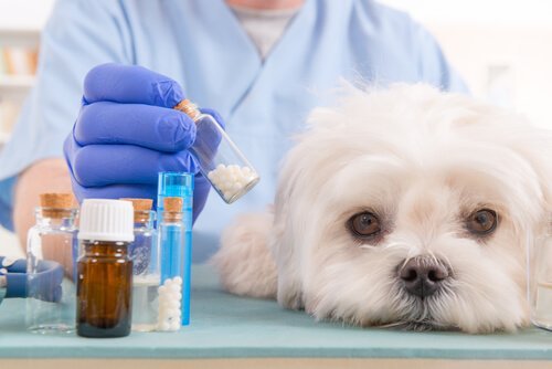 Hund får medicin