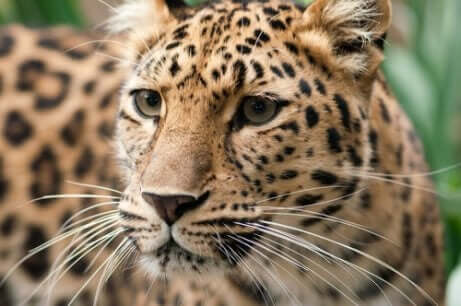 Amurleopard