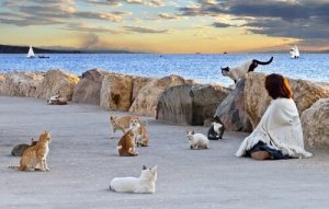 Kattkolonier: varför bör de kontrolleras?