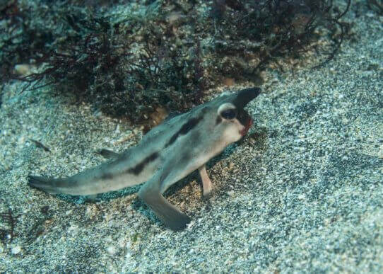 Fladdermusfisk som går på fenor