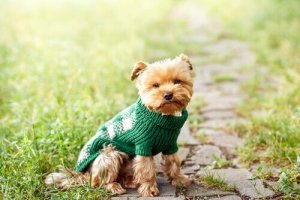 De många fördelarna med att ha en liten hund