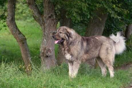 Herdehund vid träd.