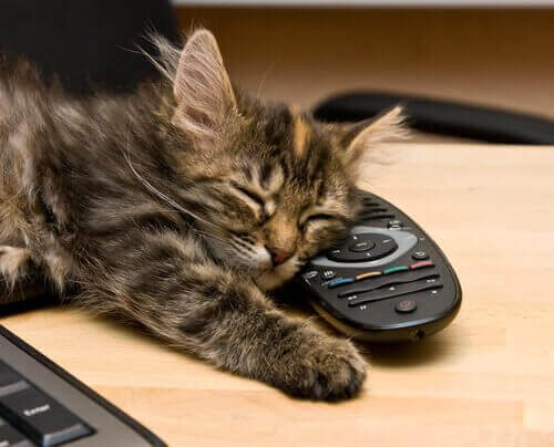 Katt med fjärrkontroll