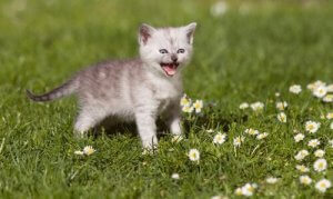 Katters jamande: allt vi känner till om det