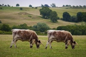 Kloning av djur: för- och nackdelar med denna metod