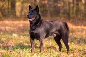 Thai Ridgeback dog: en jagande pariahund