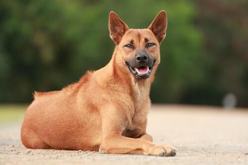 Vilande thai ridgeback dog
