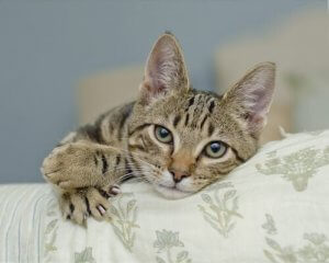 Hur fungerar din katts skrämmande klor?