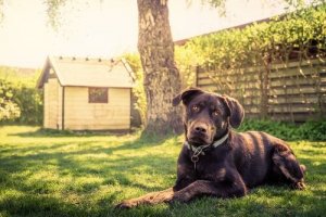 14 tips för dig som vill bygga ett hundhus
