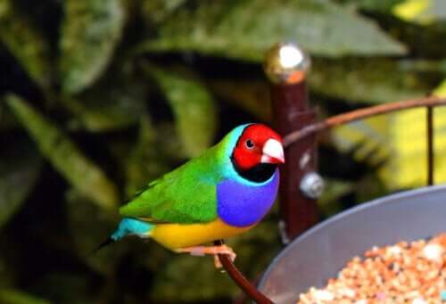 finch