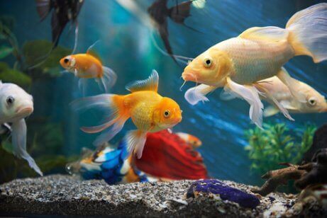 Fiskar i akvarium.