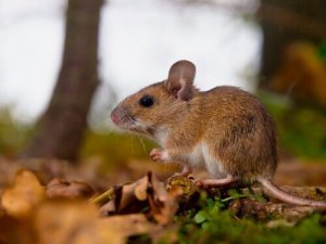 Vad är feromoner och vad är feromonernas syfte i djurriket?