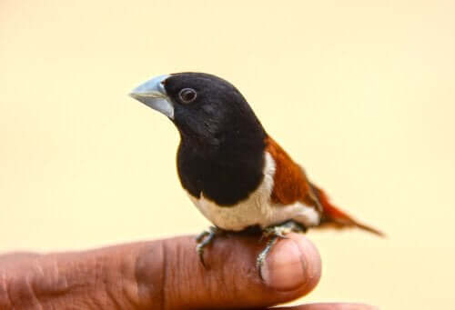 gouldian finch-1