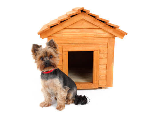 Hund framför sitt nybyggda hundhus.