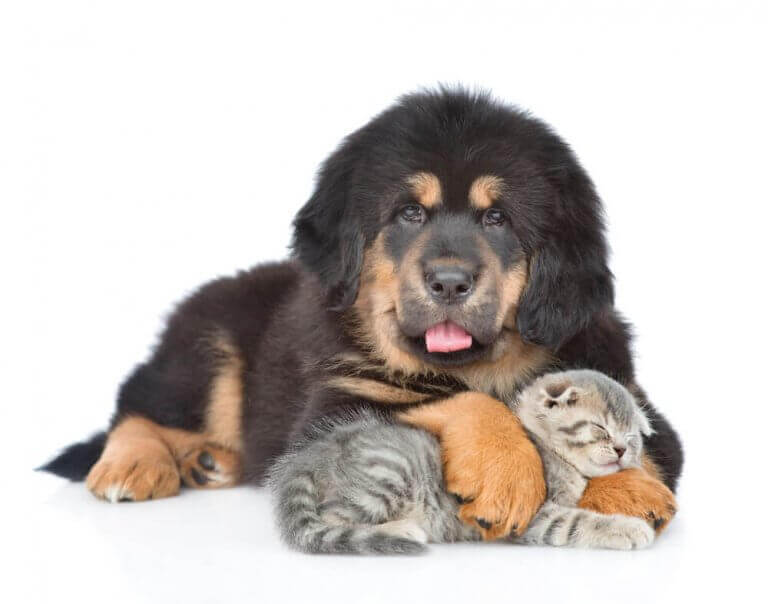 Hund och katt.