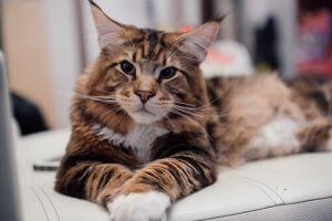 Maine coon: Deras egenskaper och vård