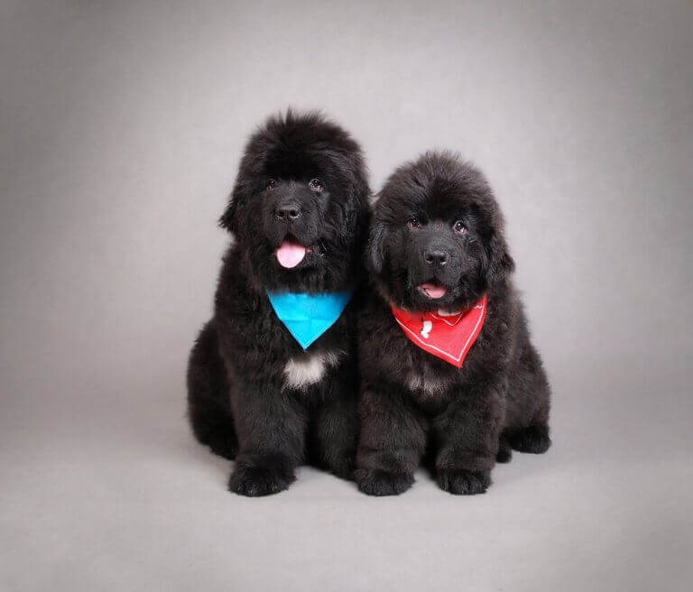 Newfoundlandshund valp.