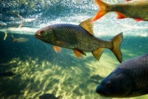 Att odla karp och fisk för damm: Allt du behöver veta