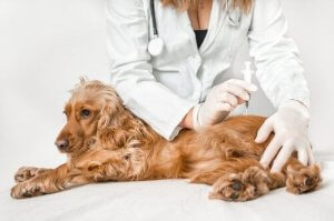 Kan du få salmonella från din kära hund?
