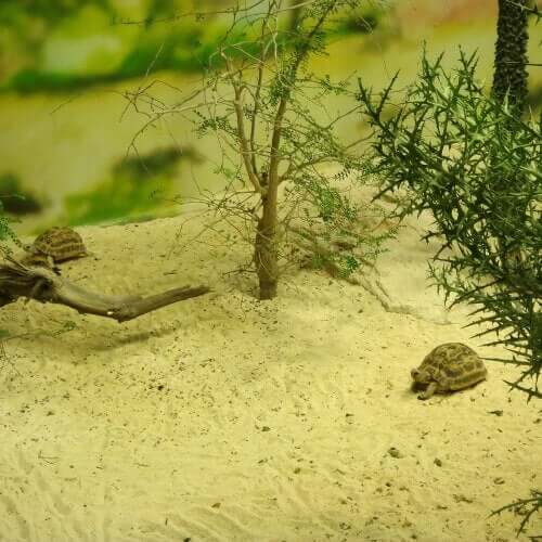 En sköldpadda vilar på sanden.