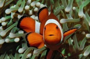 Anledningen till att clownfisken är orange