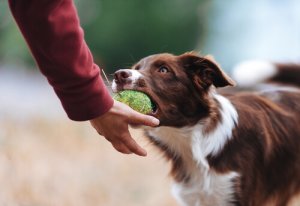 Hur du får din hund att sluta vara possessiv med sina leksaker