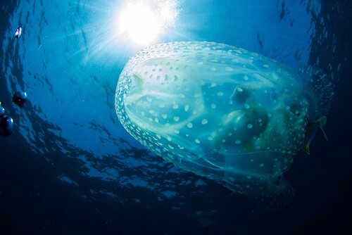 En manet under vattnet