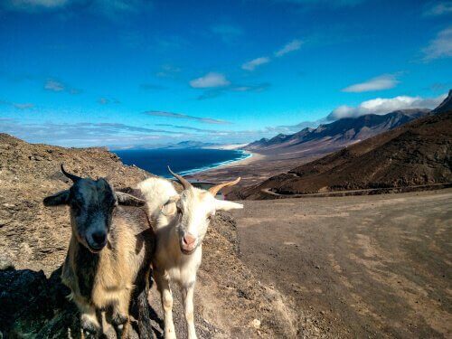 Getter från Fuerteventura
