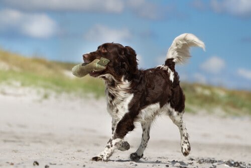 Glad hund på stranden