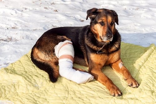 Hund med fraktur