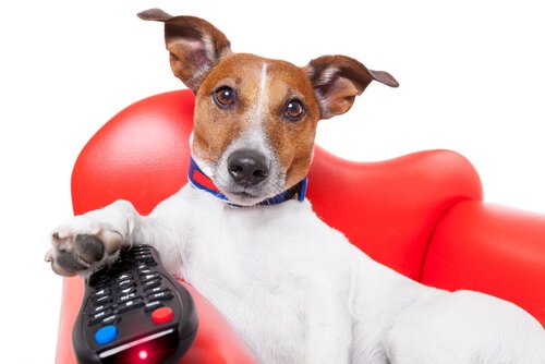 Hund ser på TV