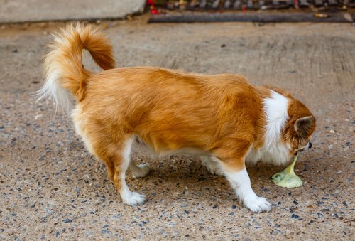 Hundar blir lätt förgiftade