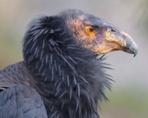Kalifornisk kondor: en del av naturens städpatrull