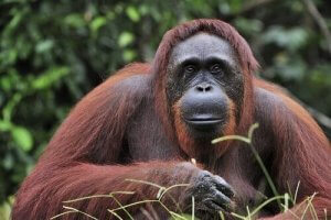 Strategier för att bevara borneoorangutangen