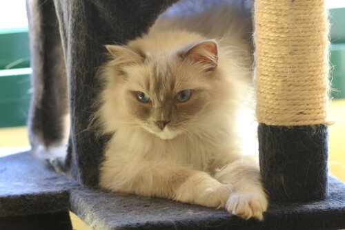 Katt på klösträd