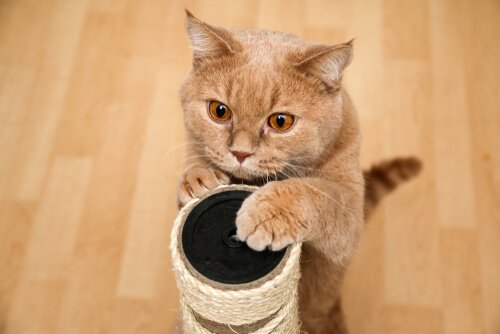 Katt vässar klorna
